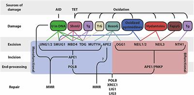 Base Excision Repair in the Immune System: Small DNA Lesions With Big Consequences